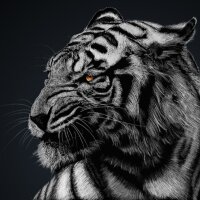 graphica profil fotoğrafı