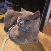 primepetshop14 profil fotoğrafı