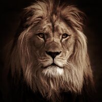berkgol profil fotoğrafı