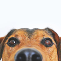 alyred profil fotoğrafı
