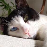 fazile_macar profil fotoğrafı