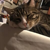aycaakilli profil fotoğrafı