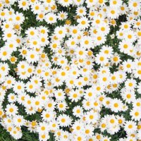gamzeplvn profil fotoğrafı