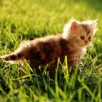 aslischer profil fotoğrafı