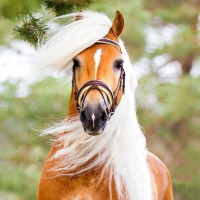 omarhamso profil fotoğrafı