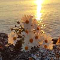 hamza_cicek profil fotoğrafı