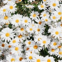 esmacansiz01 profil fotoğrafı