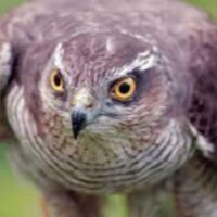 masterturk profil fotoğrafı