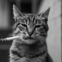 oldboy profil fotoğrafı