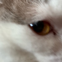 melisbakirrt profil fotoğrafı