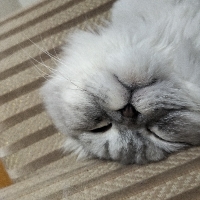 handeorak1 profil fotoğrafı