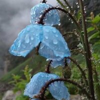 kalemsesi profil fotoğrafı