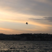 mersiloqum profil fotoğrafı