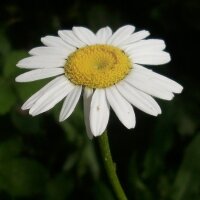 sevdasimsek13 profil fotoğrafı