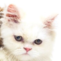 kedicinet profil fotoğrafı