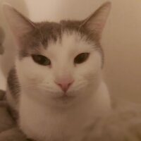 aysenuraltungok profil fotoğrafı