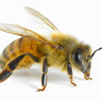 ratilicous profil fotoğrafı
