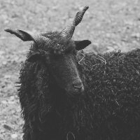 blacksheepdesign profil fotoğrafı