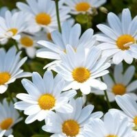 gizemyilmaz36 profil fotoğrafı