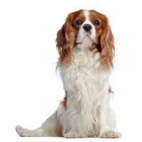 kaangularslan profil fotoğrafı