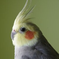 erenjeager1 profil fotoğrafı