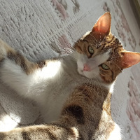 silaturkmenn profil fotoğrafı