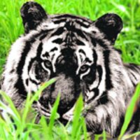 blacktiger profil fotoğrafı