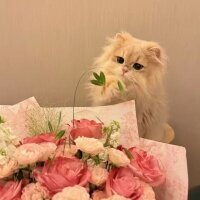 nurzelall profil fotoğrafı