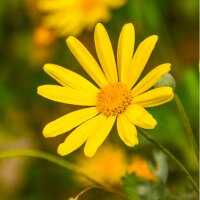 begumcaglar profil fotoğrafı