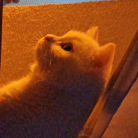 fivenvh profil fotoğrafı