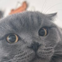 liyliah profil fotoğrafı