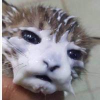 lamestos profil fotoğrafı