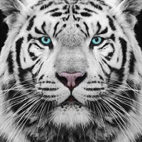 beyazkaplan9 profil fotoğrafı