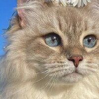 mervesevvalbal profil fotoğrafı
