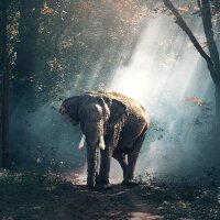 jelenana profil fotoğrafı
