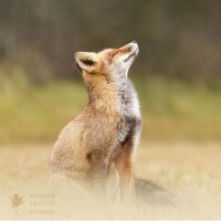 neraaren profil fotoğrafı