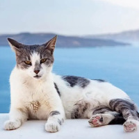spiritbox profil fotoğrafı