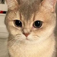 mervesmsk00 profil fotoğrafı