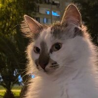 fatmagulaslnky profil fotoğrafı