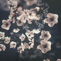 mucahidcalisir profil fotoğrafı
