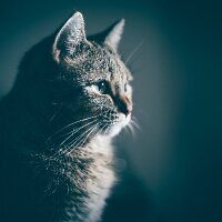 aliierdem profil fotoğrafı