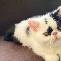 sanli37 profil fotoğrafı
