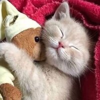 teliff profil fotoğrafı