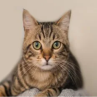 adonisdev profil fotoğrafı