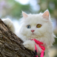 meryem80 profil fotoğrafı