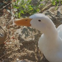 afurkantek profil fotoğrafı