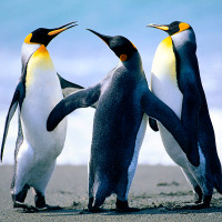 ferhatozmen21 profil fotoğrafı