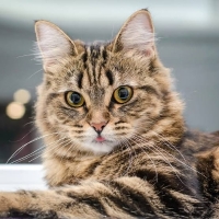 akkiff profil fotoğrafı