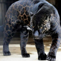 jaglion profil fotoğrafı
