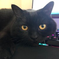 ghospicer profil fotoğrafı